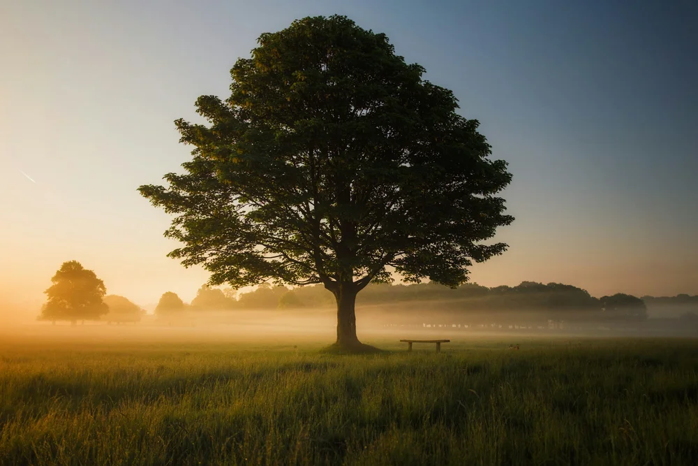 Open meadow with a mature tree and blue sky