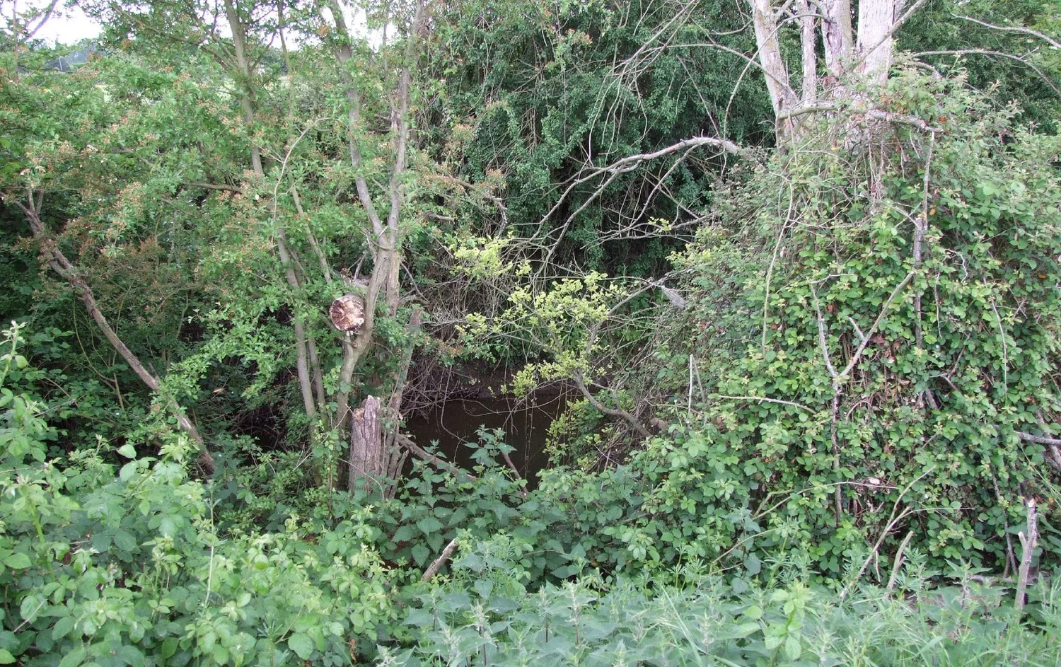 Overgrown land with thick vegetation