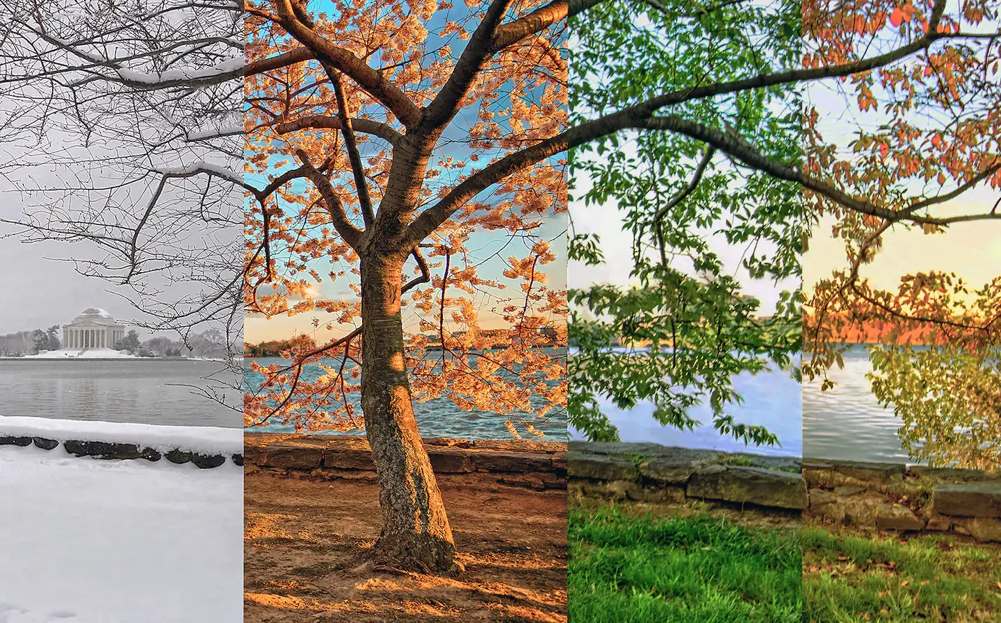Tree transitioning through seasons